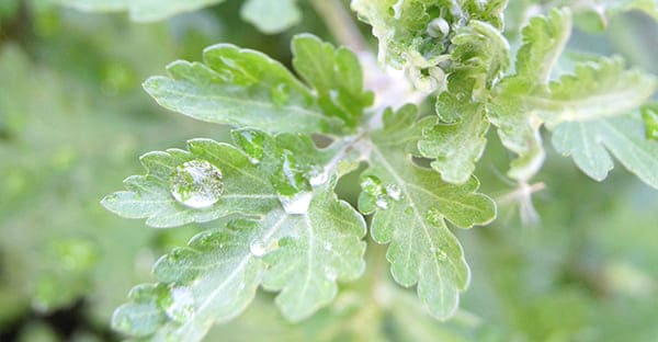 チクザキ（菊酒）と重陽の節句（旧暦9月9日）