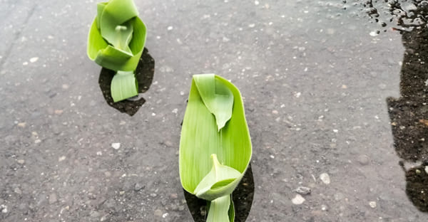 アブシバレーとは?沖縄の旧暦4月の害虫払い儀礼