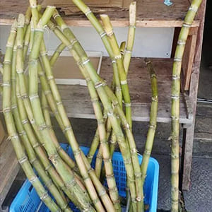 サトウキビやお供え物の意味と並べ方