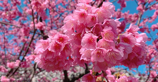 2026年2月の二十四節気（大寒→立春→雨水）