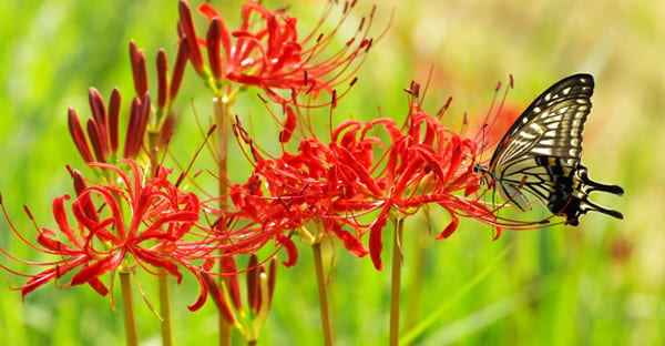 まとめ|彼岸と此岸を見つめ直し、心豊かな一週間を
