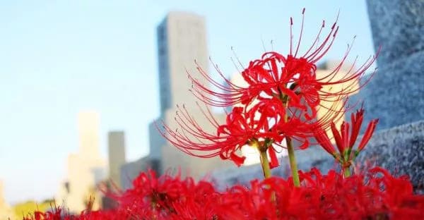 まとめ|お盆とお彼岸の違いを知って、清々しい1週間を