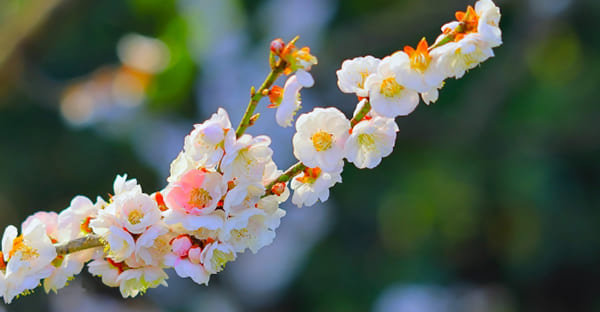 寒中見舞いを送る場面|余寒見舞いとの違いも解説