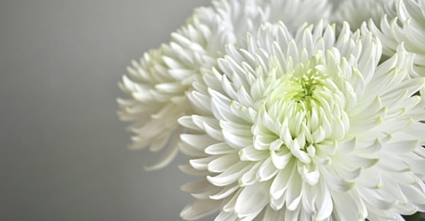 喪中はがきを出さない場合の対応|年賀状をもらった時はどうする?