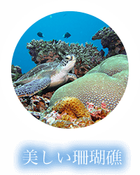 美しい珊瑚礁