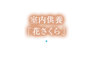 室内供養「花さくら」